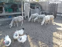 نعجة, Lacaune sheep — الصورة 8