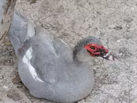 Ducks — Foto 2
