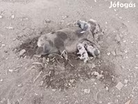 Säue, Schweine — Foto 1
