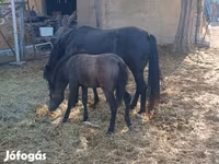 فرس, الخيول — الصورة 2