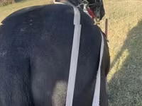 घोड़ा, Nonius horse — फ़ोटो 2