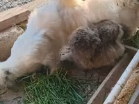 婆罗门鸡 — 照片 3