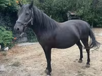 Mare, Hucul pony — photo 1