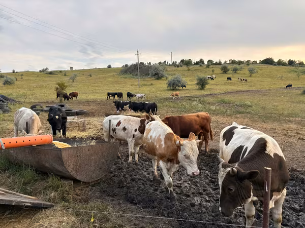 Bika, Simmental cattle