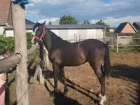Yegua, Dutch warmblood horse — foto 6