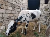 Krava, Russian Black pied cattle — foto 2