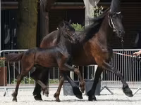 घोड़ा, Friesian — फ़ोटो 1