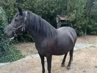 घोड़ी, Hucul pony — फ़ोटो 7