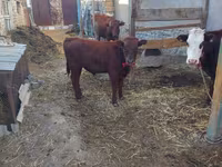 母牛, Cattle — 照片 3