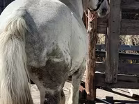 Caballo, Vladimir heavy draft — foto 2