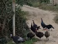 Turkeys — photo 5