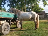 حصان, Hungarian horse breed — الصورة 2