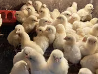 Chickens — zdjęcie 1