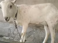 Kecskék (tétel, nem megadva), Barbari goats — 3. fotó