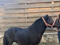 Айғыр, Жылқылар — 2-сурет