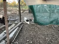 Chickens — फ़ोटो 1
