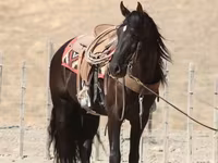 Hing, Friesian — 6. fotó
