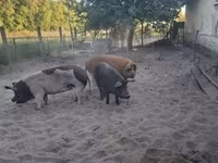 Boar, Pigs — photo 1