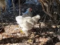 Silkie — zdjęcie 3