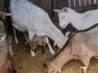 山羊（批次，未指定性别）, Goats — 照片 2