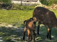 公山羊, Goats — 照片 3