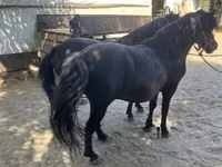 母马, Horses — 照片 5
