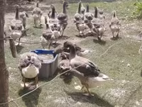 Geese — الصورة 7