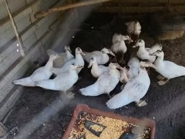 Ducks