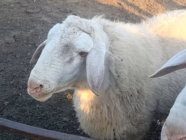 公羊, Sheep