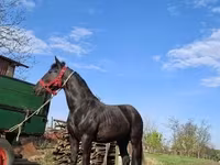 घोड़ी, Nonius horse — फ़ोटो 5