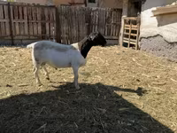 公羊, Dorper sheep — 照片 2