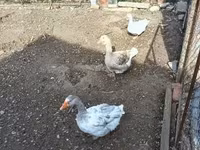 Geese — foto 2