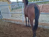 Klisna, Kazakh horse — foto 4