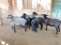 نعجة, Romanov sheep — الصورة 4