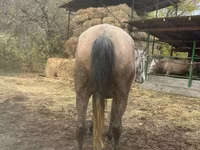 Jument, Chevaux — photo 5