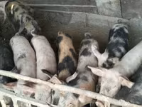 公猪, Pigs — 照片 1