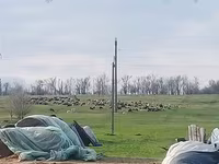 Juh, Edilbay sheep — 2. fotó