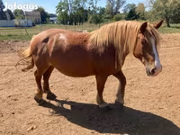 Caballo, Caballos — foto 4