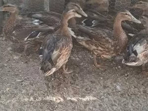 Ducks — Hungary