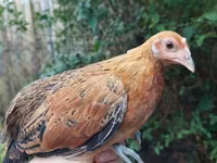 Chickens — Foto 1