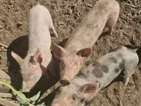 Sow, Pigs — photo 1