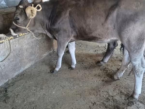 ثور, Swiss cattle