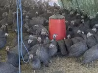 Guinea fowl — الصورة 3