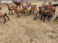 母羊, Cameroon sheep — 照片 2