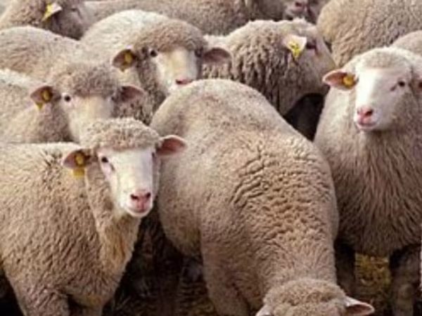 公羊, Sheep