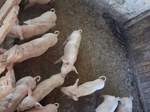 Świnie (partia, płeć nieokreślona), Świnie — Węgry