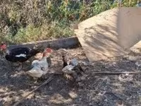Ducks — zdjęcie 6