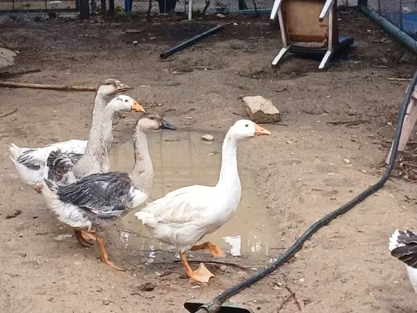 Geese