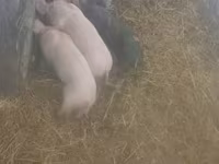 Sow, Pigs — photo 1