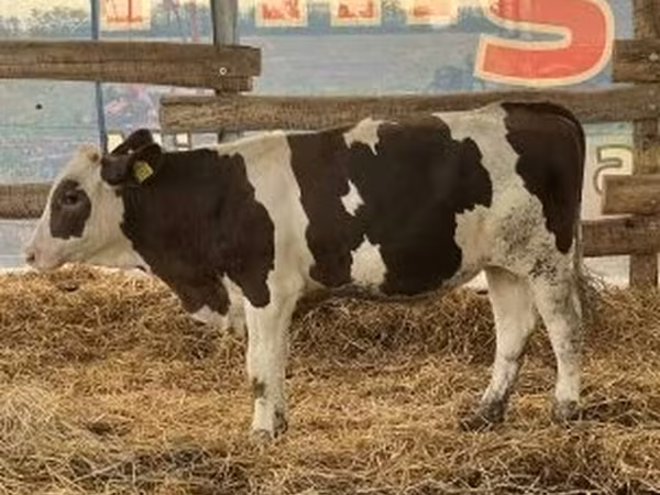 Bika, Russian Black pied cattle